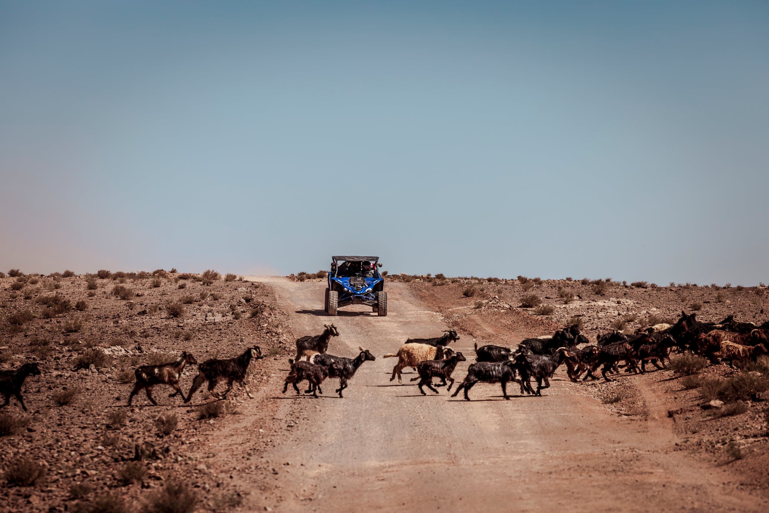 A buggy waiting on a dirt track while a herd of goats crosses, Agafay