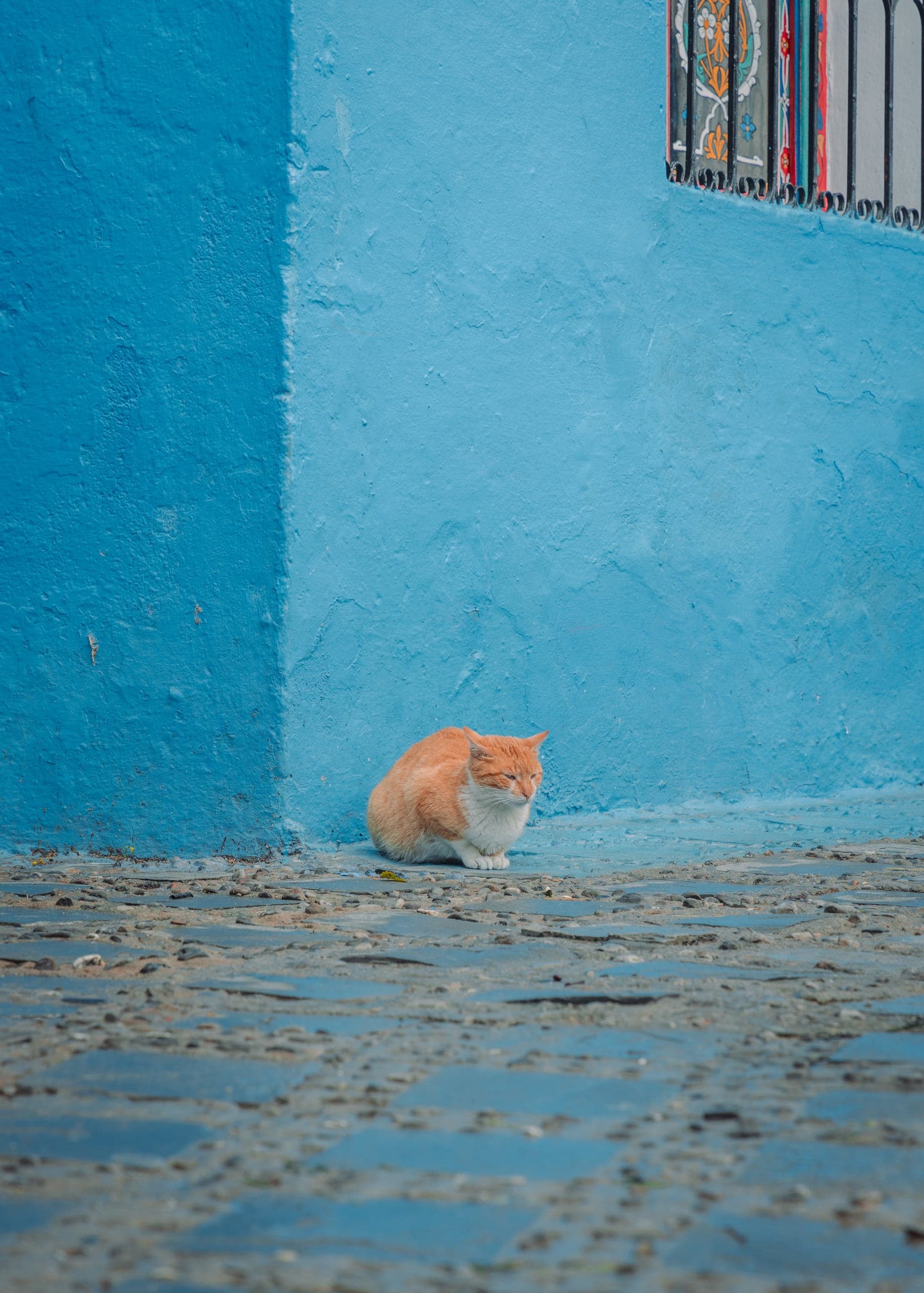 A ginger cat resting against a blue wall in Chefchaouen