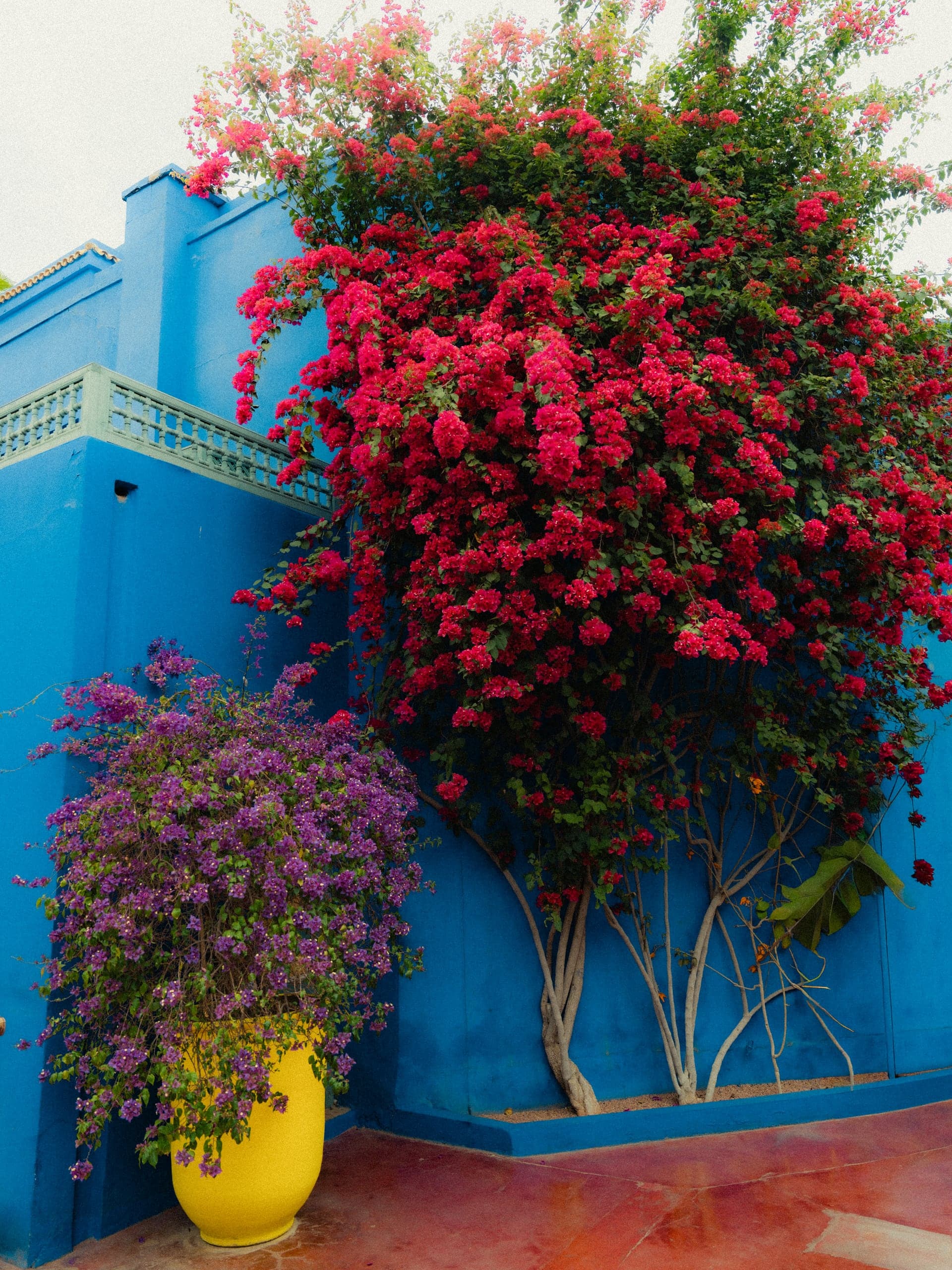 Red bougainvillea against Majorelle-blue walls and a yellow pot