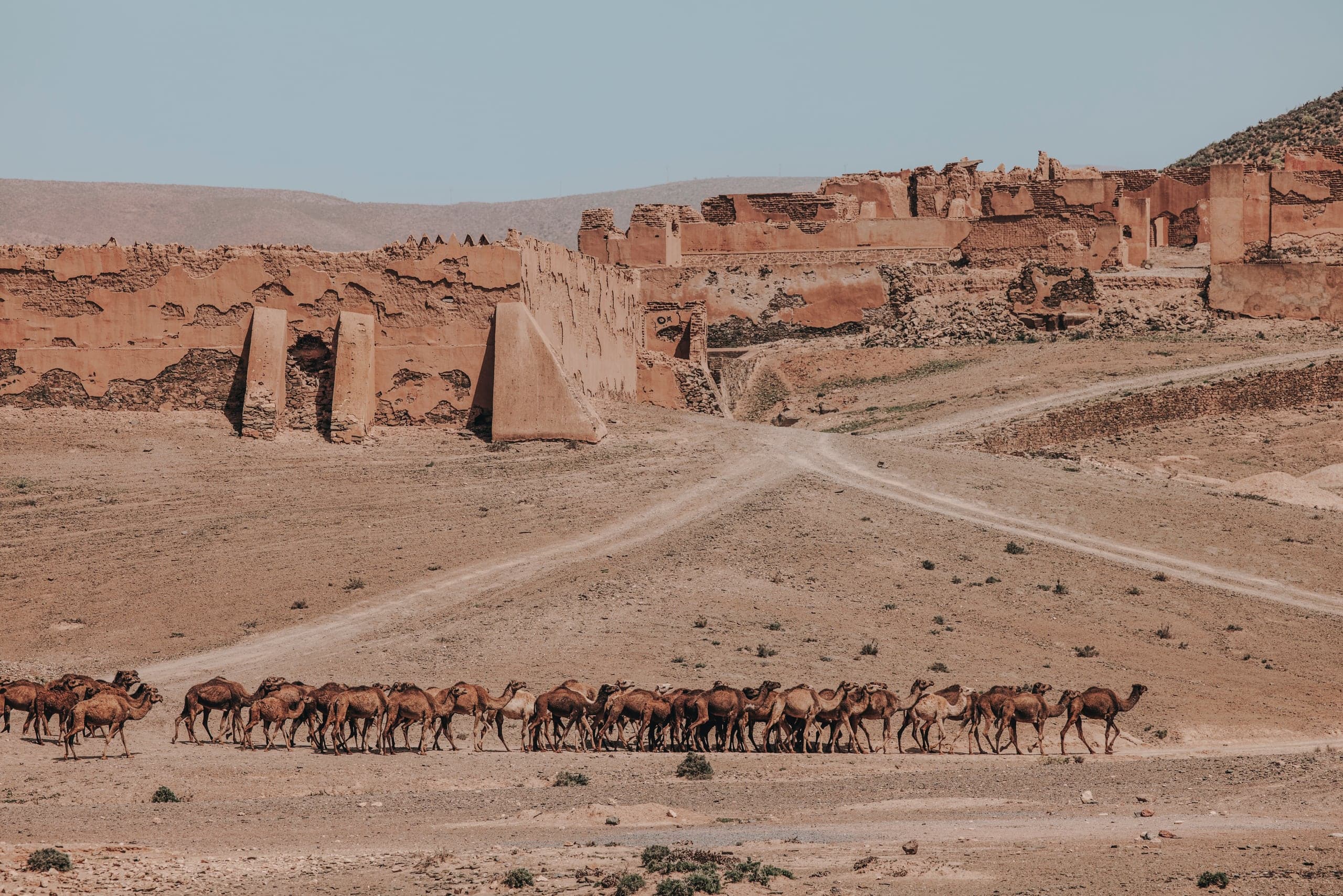 A long line of camels passing ruined ksar walls near Rissani