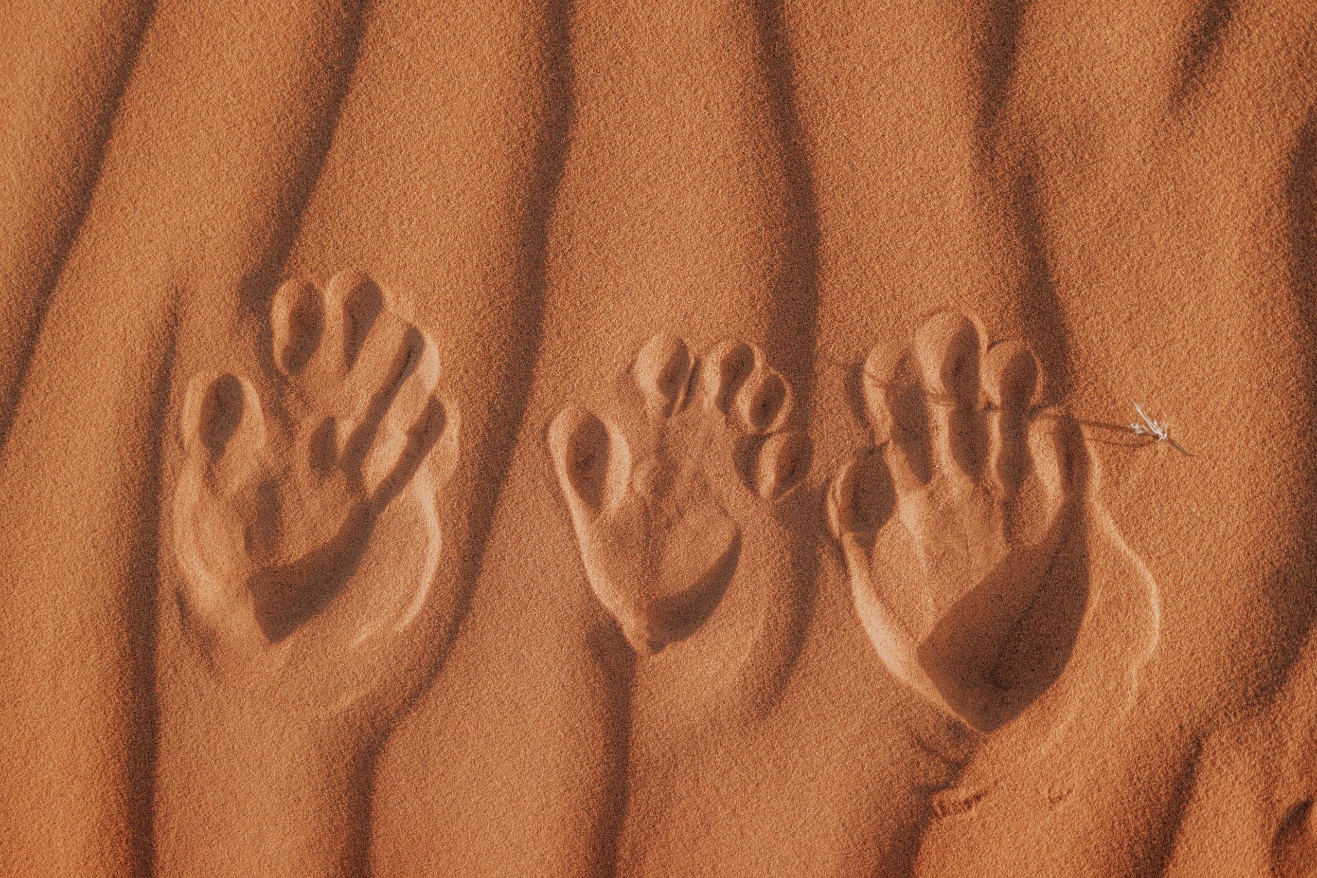 Three handprints pressed into rippled orange sand